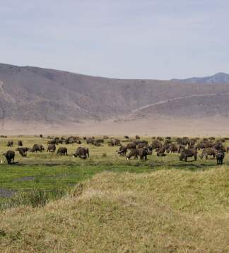 Afrika Gruppenreise – Ngorongoro, Serengeti & Sansibar Safari